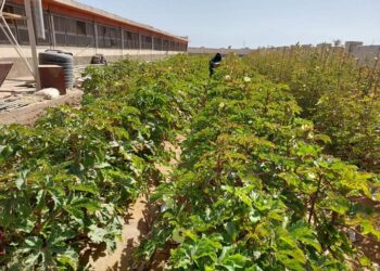 قطاع الزراعه بجنوب سيناء يمستمر فى عمله بعد انتهاء اجازة العيد