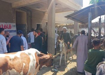 الزراعة علاج وفحص أكثر من ٨٠٠٠ رأس ماشية مجانا لصغار المربين بمحافظة الفيوم في اطار مبادرة حياة كريمة