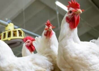 انخفاض أسعار الدواجن والكتاكيت اليوم الأحد 16-7-2023