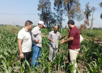 الزراعة تتابع مكافحة الآفات بمحافظة كفر الشيخ للاطمئنان على محاصيل القطن والذرة والارز