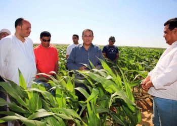 أكثر من 400 دورة إرشاد زراعى مجانية لرفع إنتاجية المزارعين