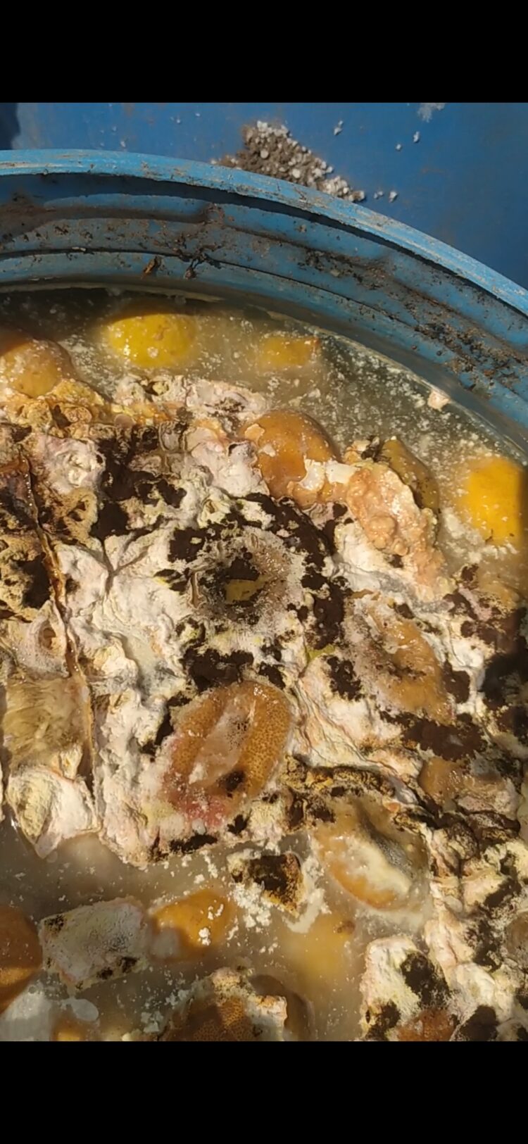 ضبط 9 أطنان مخلل به أعفان وحشرات وغير صالح للاستهلاك الآدمي  