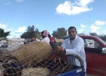 مديرية الطب البيطري بمطروح تنظم قافلتين بيطرتيين بمدينتي السلوم والضبعة.