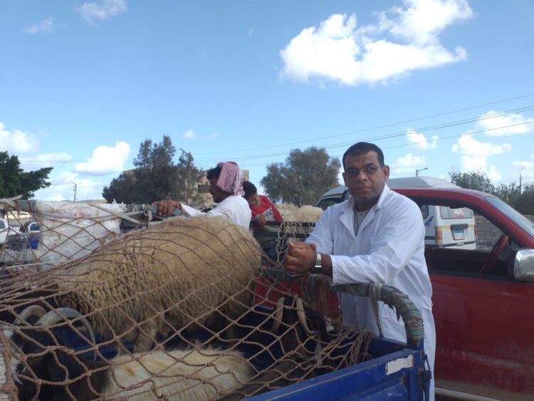 مديرية الطب البيطري بمطروح تنظم قافلتين بيطرتيين بمدينتي السلوم والضبعة. 1 مديرية الطب البيطري بمطروح تنظم قافلتين بيطرتيين بمدينتي السلوم والضبعة.
