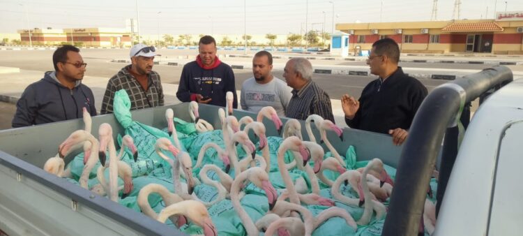 البيئة تعيد إطلاق ٦٠ طائر فلامنجو فى ملاحة بورفؤاد بعد ضبطها من قبل قوات حرس الحدود.