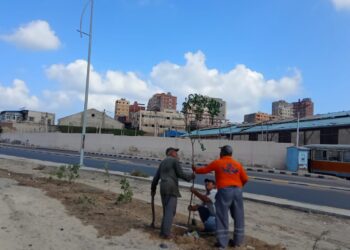 محافظ الإسكندرية: زراعة نحو 260 ألف شجرة مثمرة وغير مثمرة بأحياء الإسكندرية منذ بداية تنفيذ مبادرة “زراعة 100 مليون شجرة”.