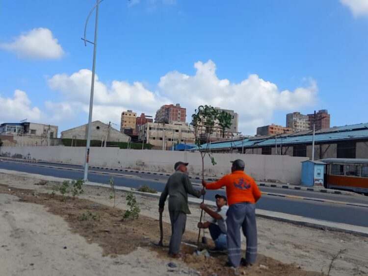 محافظ الإسكندرية: زراعة نحو 260 ألف شجرة مثمرة وغير مثمرة بأحياء الإسكندرية منذ بداية تنفيذ مبادرة "زراعة 100 مليون شجرة". 1 محافظ الإسكندرية: زراعة نحو 260 ألف شجرة مثمرة وغير مثمرة بأحياء الإسكندرية منذ بداية تنفيذ مبادرة “زراعة 100 مليون شجرة”.