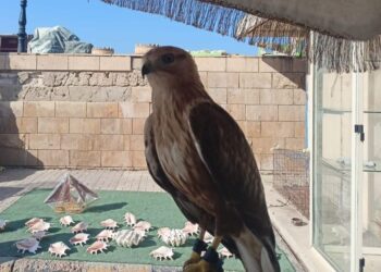 “البيئة” تضبط عدد من الطيور المهددة بالانقراض قبل بيعها بمنطقة قايتباى بالإسكندرية