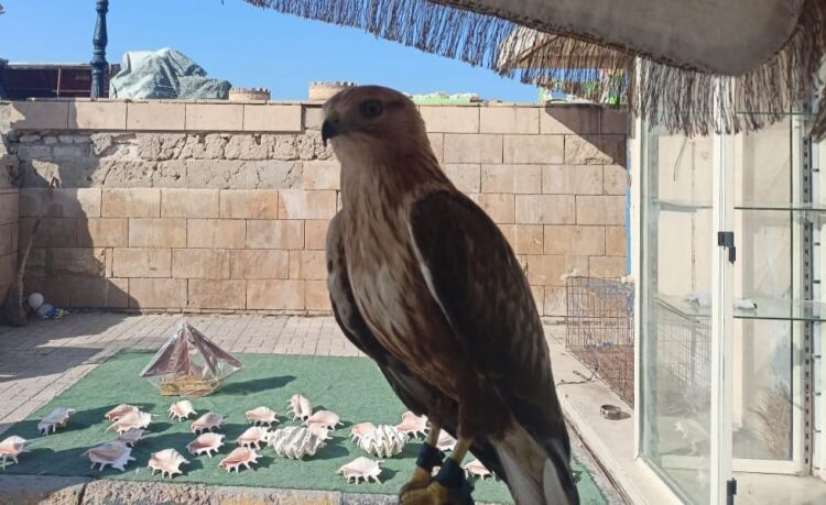 “البيئة” تضبط عدد من الطيور المهددة بالانقراض قبل بيعها بمنطقة قايتباى بالإسكندرية