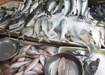 11 محافظة تنضم لحملة مقاطعة الأسماك  “خليه يعفن “فى مصر