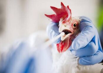 إستعداداً لوباء محتمل.. دراسة شاملة للقاحات ضد إنفلونزا الطيور