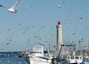 دراسة: خسائر فلكية بسبب حرب بين الصيادين والدلافين في سواحل المغرب الشمالية