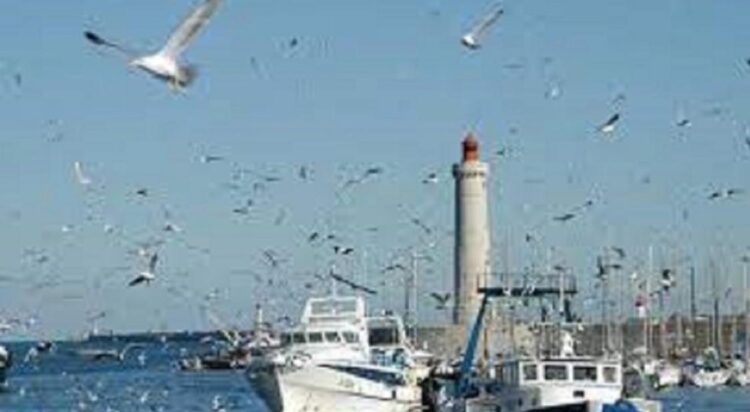 دراسة: خسائر فلكية بسبب حرب بين الصيادين والدلافين في سواحل المغرب الشمالية