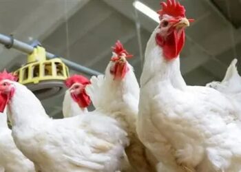 بورصة الدواجن اليوم.. ثبات الأسعار فى الأسواق للمستهلكين