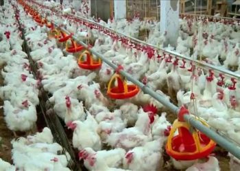 البرازيل توقف تصدير الدواجن لبعض الدول بعد رصد إصابة بداء نيوكاسل..