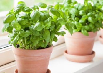 نبات واحد فقط يمنحك الجمال و يخلصك من الاكتئاب ويحسن صحتك..