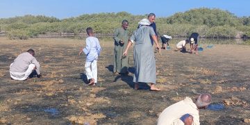وزارة التنمية المحلية والبيئة وجمعية بيئة بلا حدود تحققان إنجازًا جديدًا في استعادة النظم البيئية الساحلية ومواجهة تغير المناخ