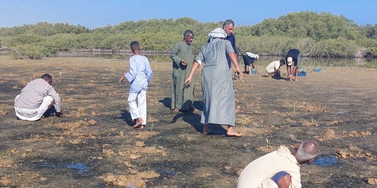 وزارة التنمية المحلية والبيئة وجمعية بيئة بلا حدود تحققان إنجازًا جديدًا في استعادة النظم البيئية الساحلية ومواجهة تغير المناخ