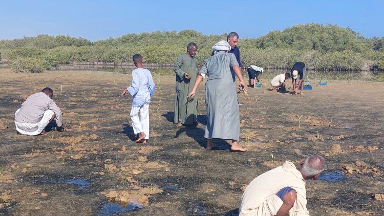 وزارة التنمية المحلية والبيئة وجمعية بيئة بلا حدود تحققان إنجازًا جديدًا في استعادة النظم البيئية الساحلية ومواجهة تغير المناخ 1 وزارة التنمية المحلية والبيئة وجمعية بيئة بلا حدود تحققان إنجازًا جديدًا في استعادة النظم البيئية الساحلية ومواجهة تغير المناخ